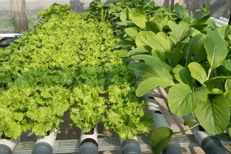 Daftar Lengkap Tanaman yang Bisa Ditandur dengan Hidroponik: Panduan Praktis 2026