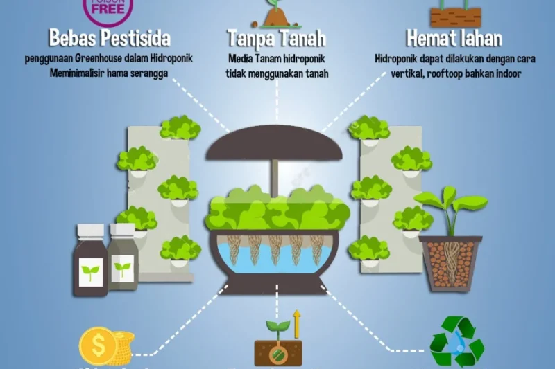 Cara Menanam Tanaman Hidroponik di 2026: Panduan Praktis untuk Pemula hingga Ahli
