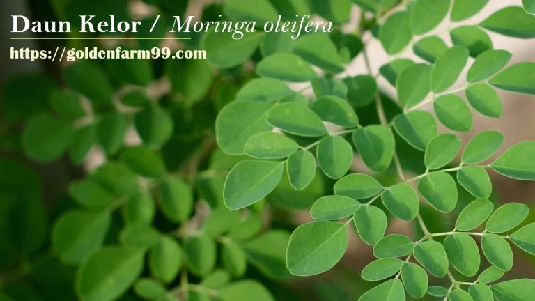 Cara Menanam Tanaman Kelor 2026: Panduan Praktis dari Benih hingga Panen