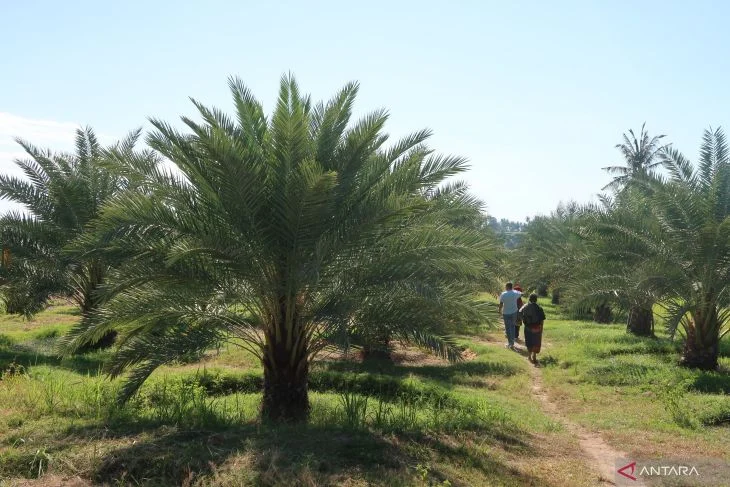 Cara Praktis Menanam Kurma di 2026: Panduan Lengkap dari Bibit hingga Panen