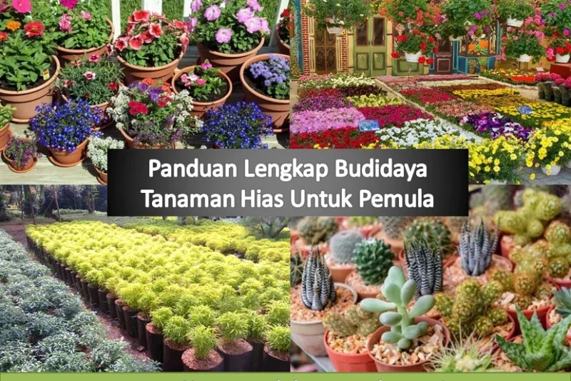 Bagaimana Cara Budidaya Tanaman Hias: Panduan Praktis 2026 untuk Pemula hingga Ahli