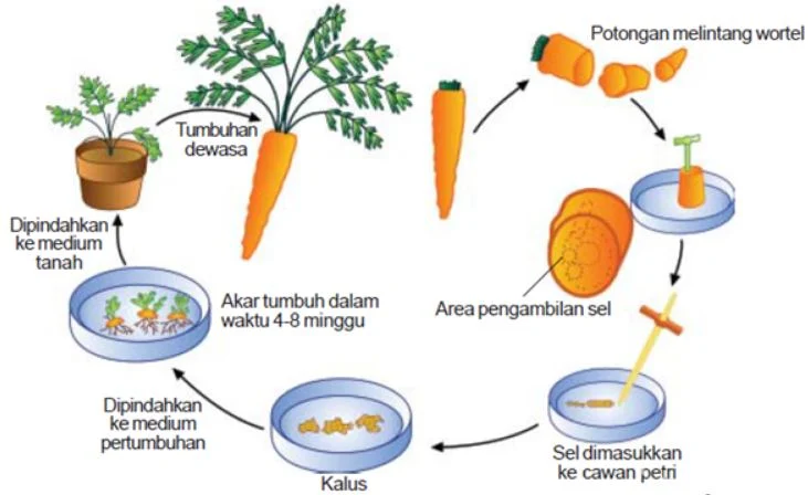 Cara Efektif Membudidayakan Wortel: Panduan Lengkap Perbanyakan Tanaman Wortel 2026