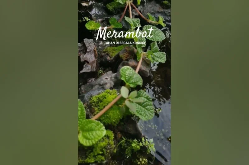 Cara Cepat Membuat Tanaman Creeping Charlie Subur: Panduan Praktis 2026