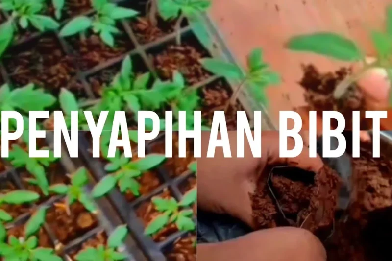 Cara Efektif Penyapihan Bibit Tanaman: Langkah Praktis 2026 untuk Pertumbuhan Optimal